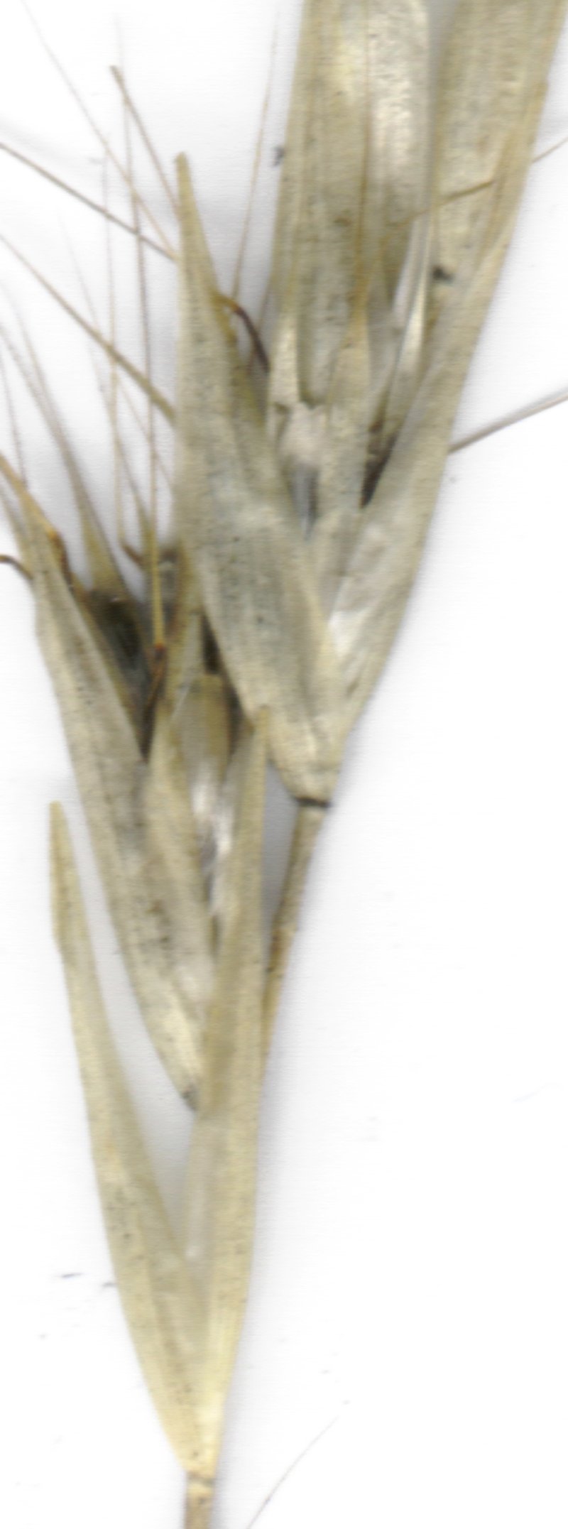 Hairy Wallaby Grass photo 5