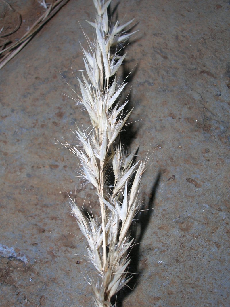 Hairy Wallaby Grass photo 6
