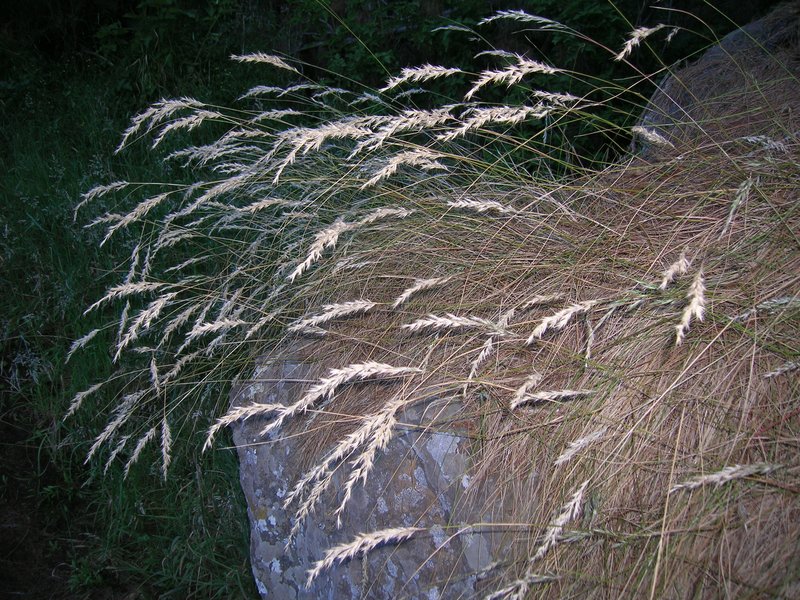 Hairy Wallaby Grass photo 7
