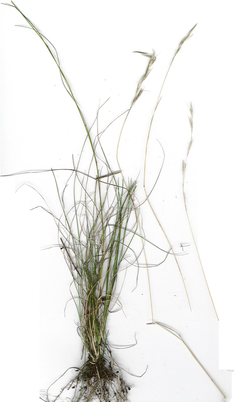 Hairy Wallaby Grass photo 8