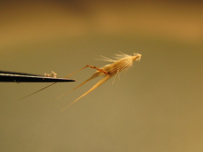 Wallaby Grass photo 5
