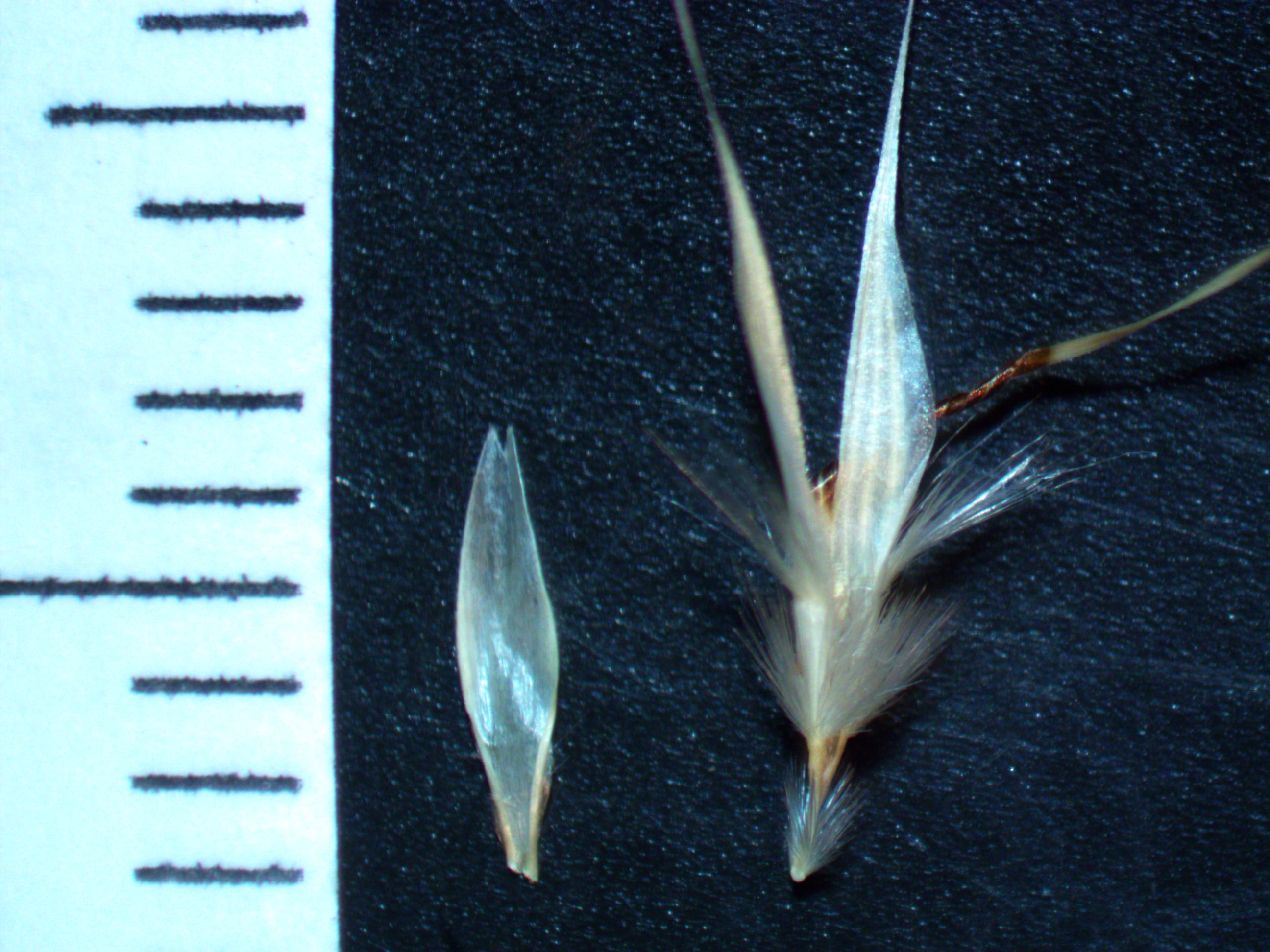 Wallaby Grass photo 6
