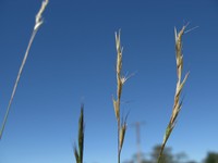 Wallaby Grass