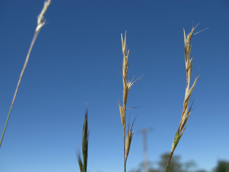 Wallaby Grass