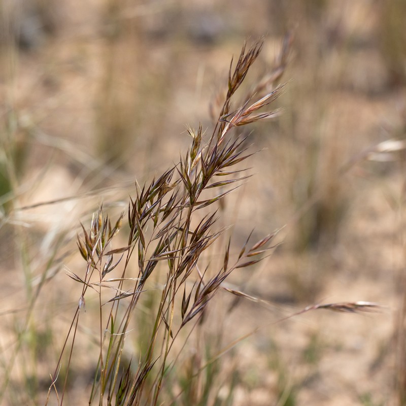 Rytidosperma robertsoniae