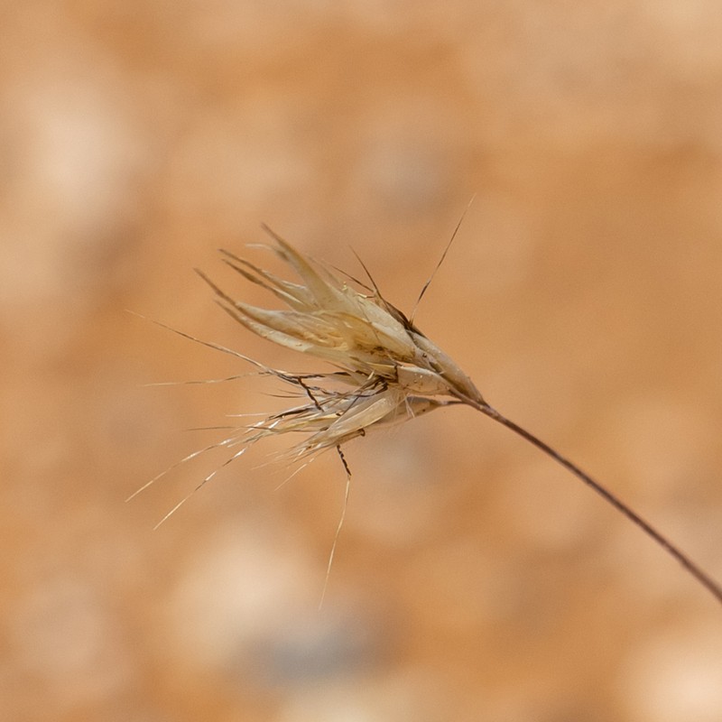 Rytidosperma robertsoniae photo 2
