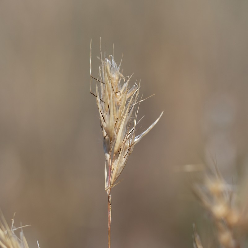 Rytidosperma robertsoniae photo 4