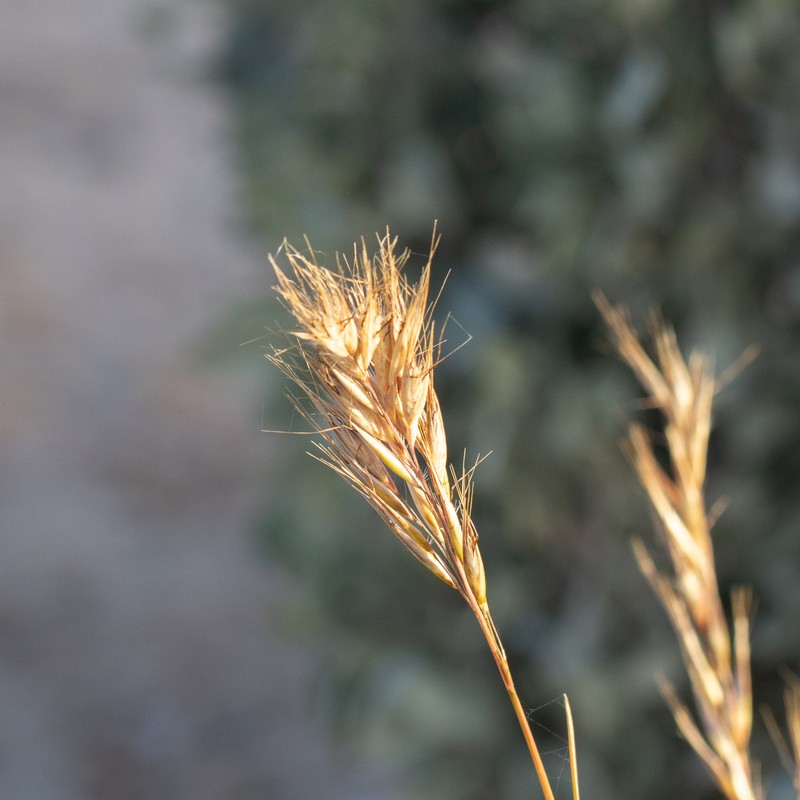 Rytidosperma robertsoniae photo 5