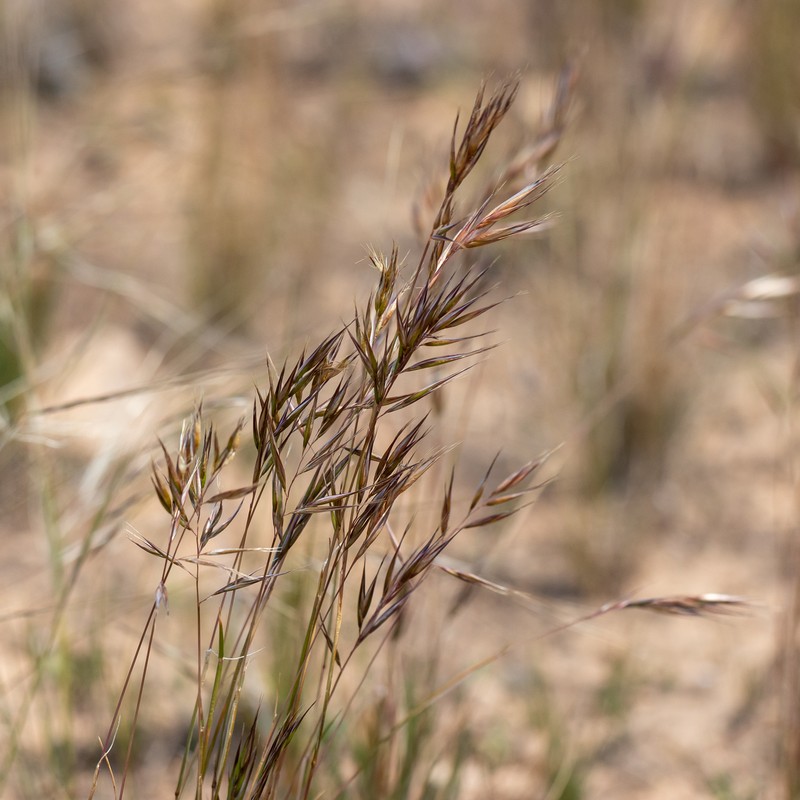 Rytidosperma robertsoniae photo 6