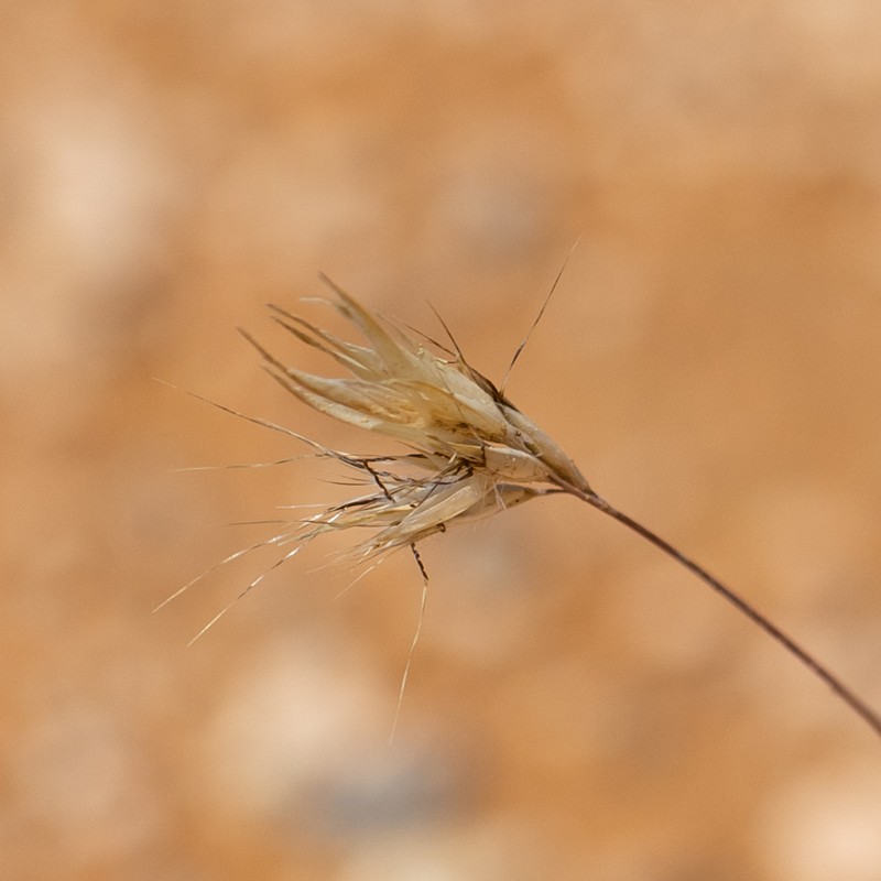 Rytidosperma robertsoniae photo 7
