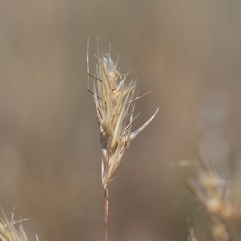Rytidosperma robertsoniae photo 8