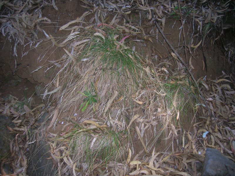 Tasmanian Wallaby Grass photo 6