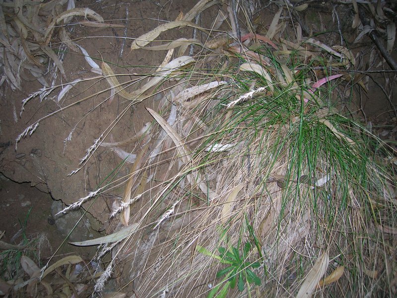 Tasmanian Wallaby Grass photo 7