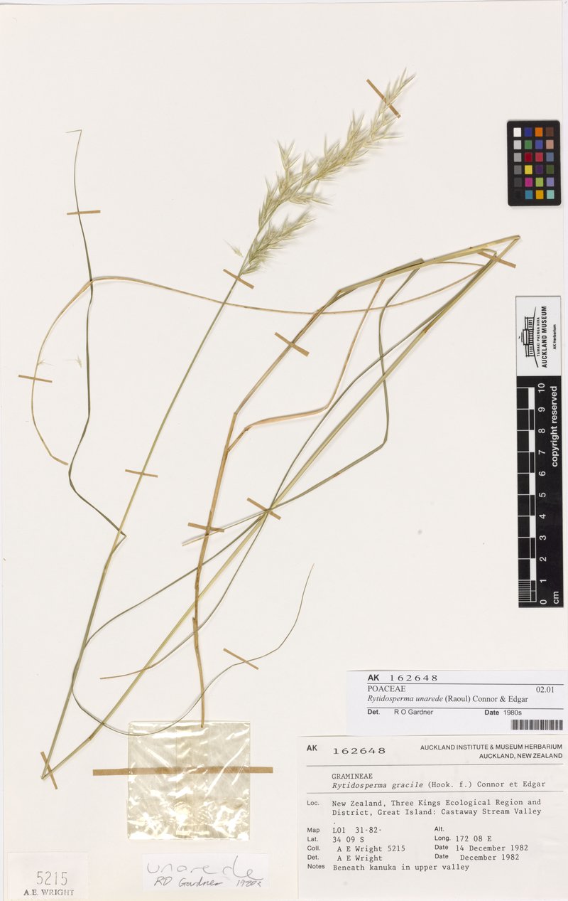 Rytidosperma unarede