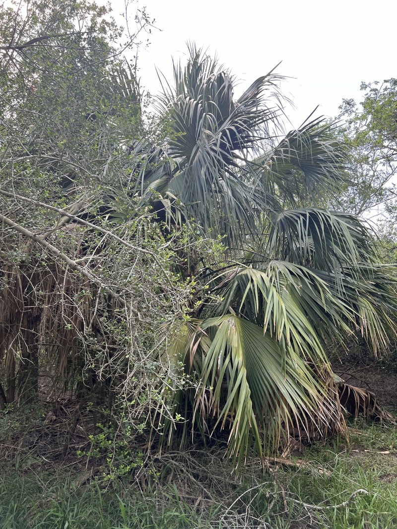 Brazoria Palmetto