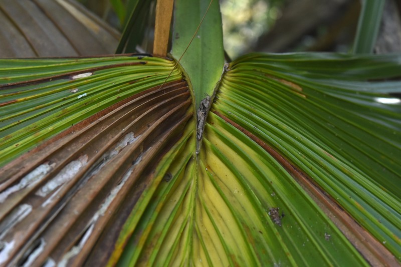 Brazoria Palmetto photo 2