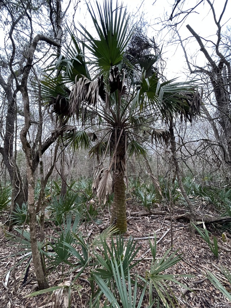 Brazoria Palmetto photo 3