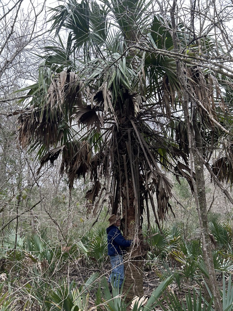 Brazoria Palmetto photo 4