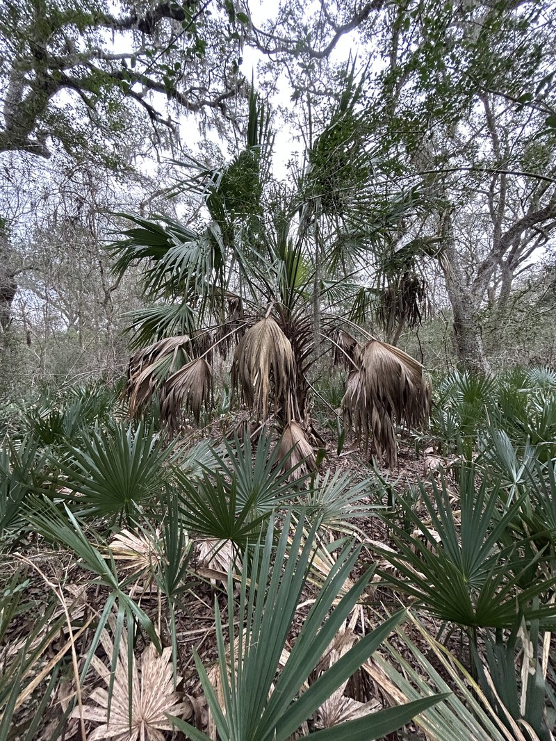 Brazoria Palmetto photo 5