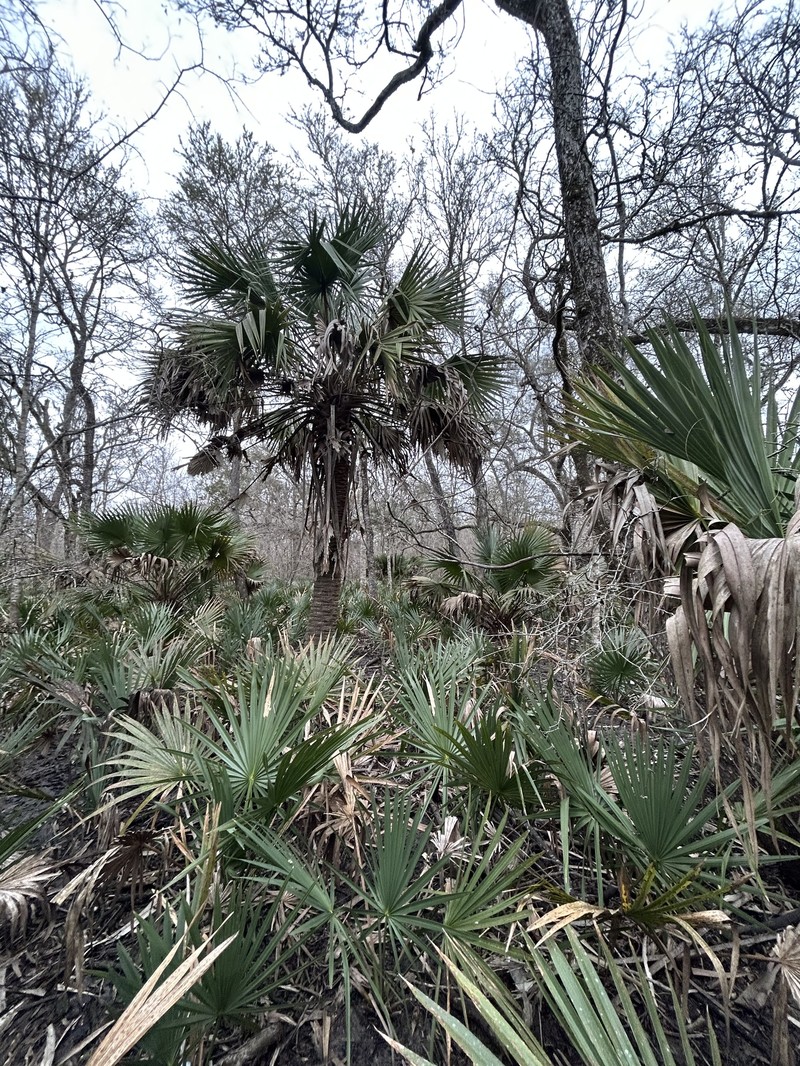 Brazoria Palmetto photo 6