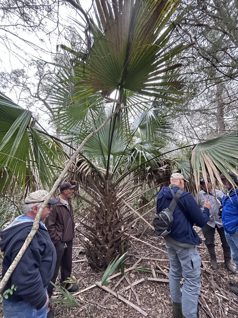 Brazoria Palmetto photo 7