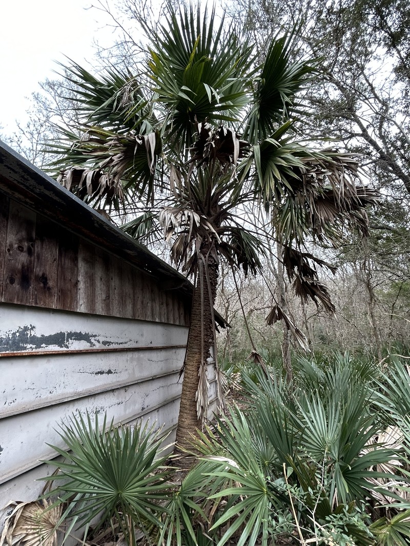 Brazoria Palmetto photo 8