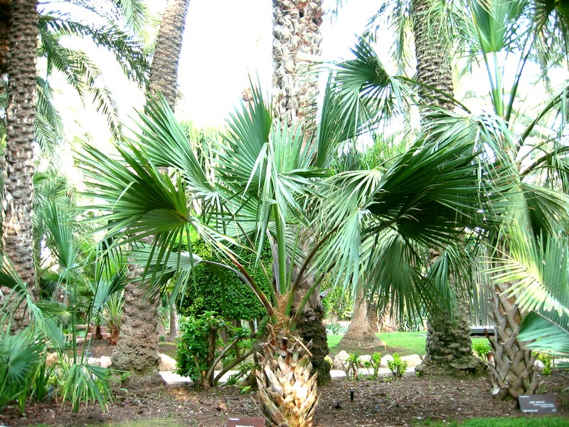 Bermuda Palm