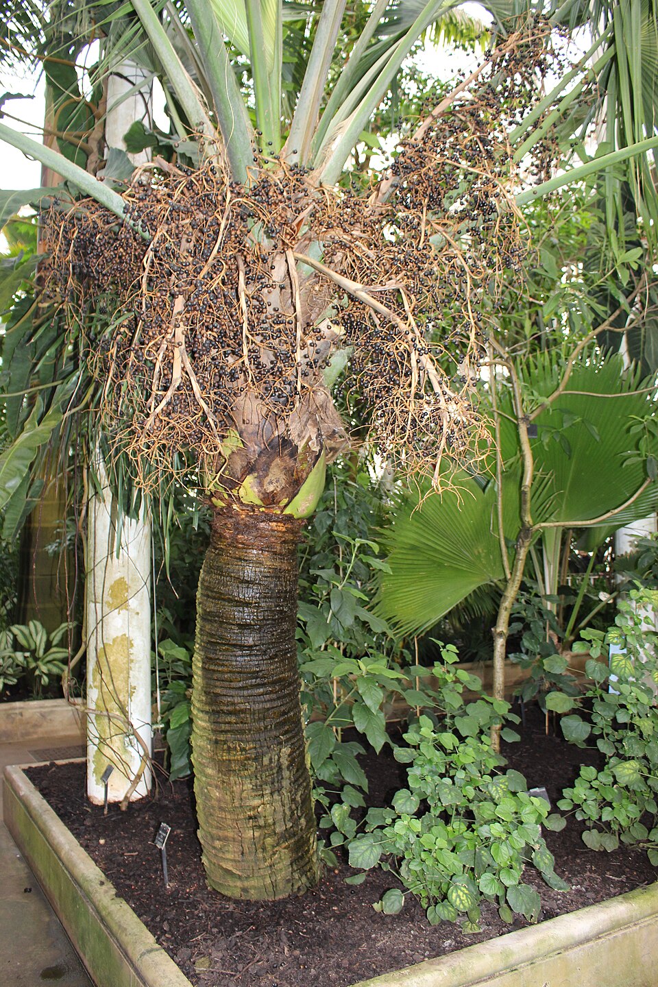 Bermuda Palm photo 5