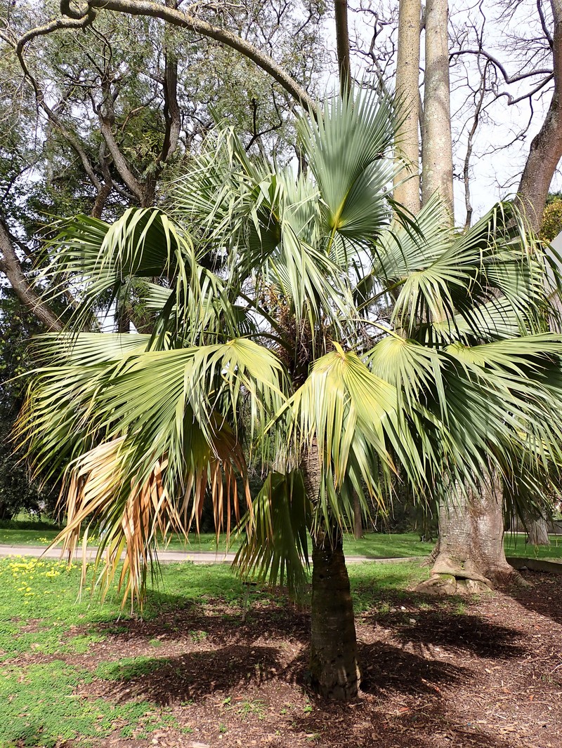 Bermuda Palm photo 2