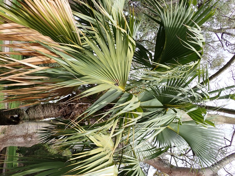 Bermuda Palm photo 3