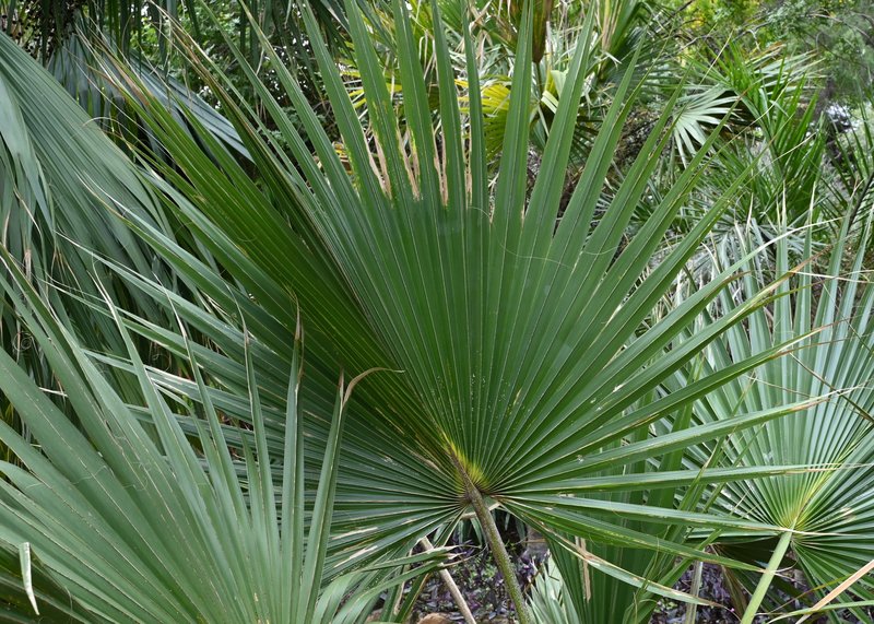 Bermuda Palm photo 7