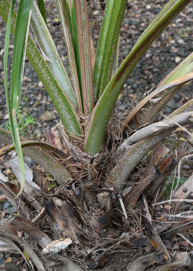 Bermuda Palm photo 8