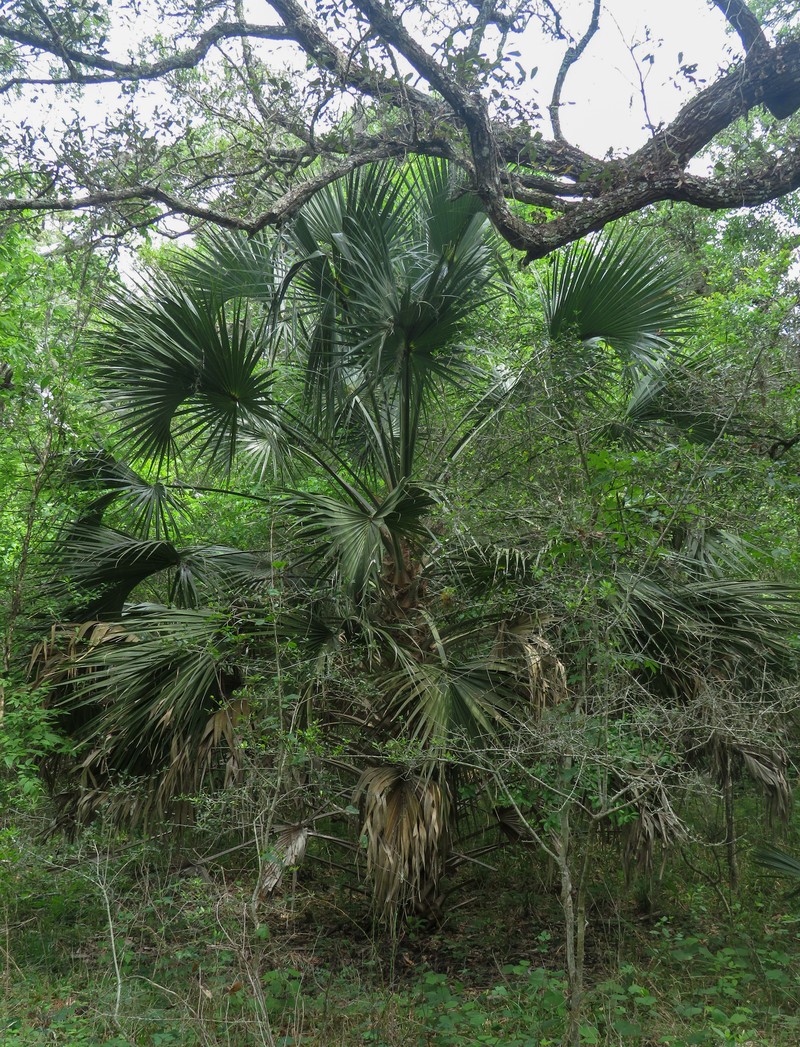 Brazoria Palmetto
