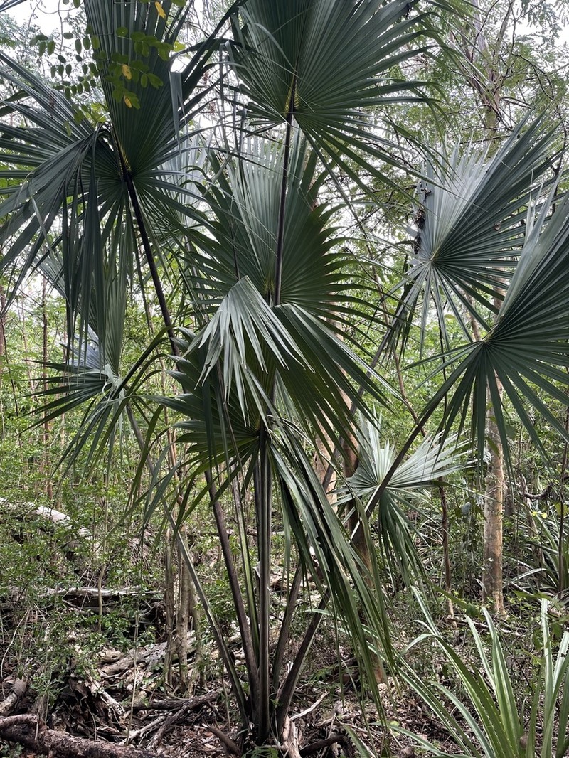 Puerto Rico Palmetto photo 2