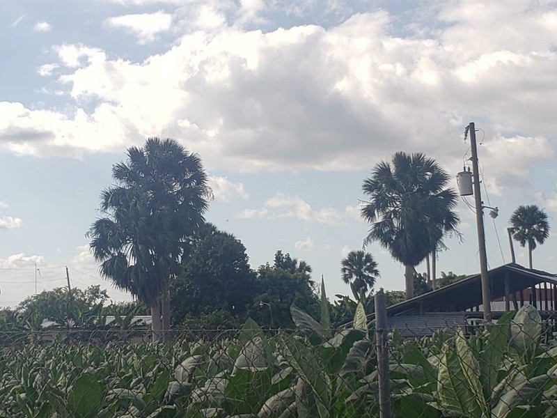 Puerto Rico Palmetto photo 3