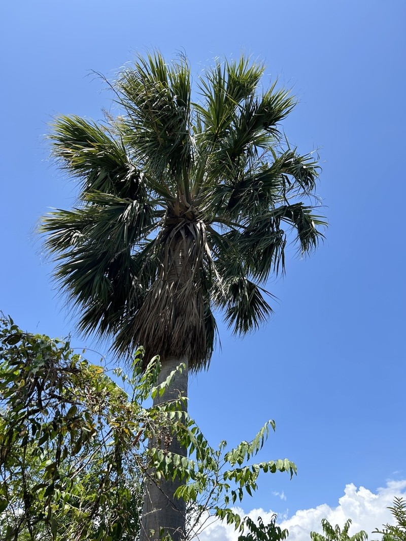 Puerto Rico Palmetto photo 4