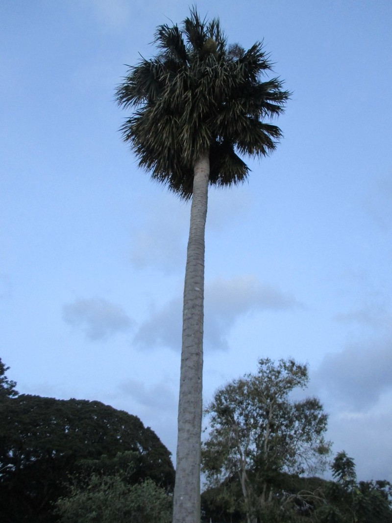 Puerto Rico Palmetto photo 5