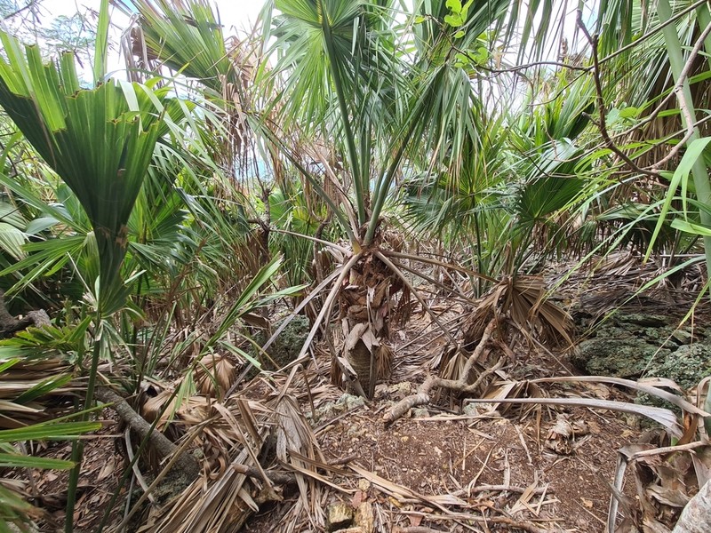 Puerto Rico Palmetto photo 6