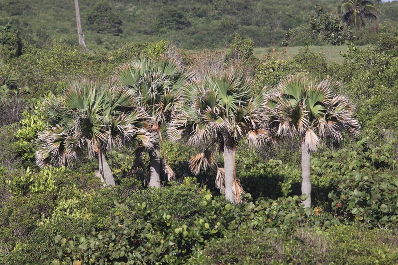 Puerto Rico Palmetto photo 7