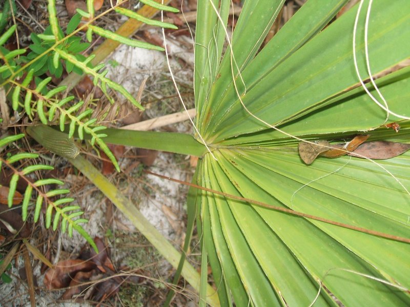 Scrub Palmetto photo 4