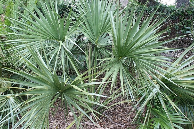 Scrub Palmetto photo 2