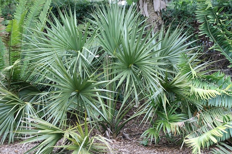 Scrub Palmetto photo 3