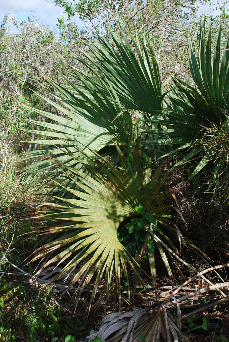 Scrub Palmetto photo 4