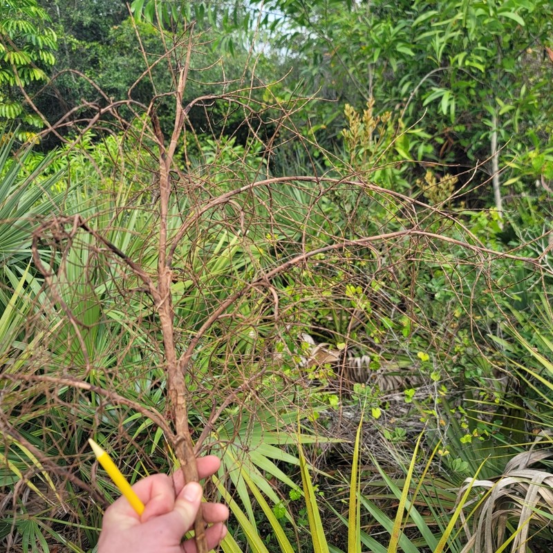 Scrub Palmetto photo 5