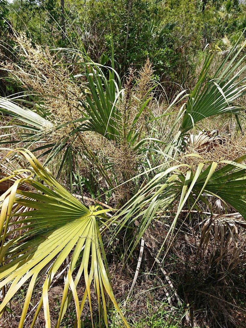 Scrub Palmetto photo 6