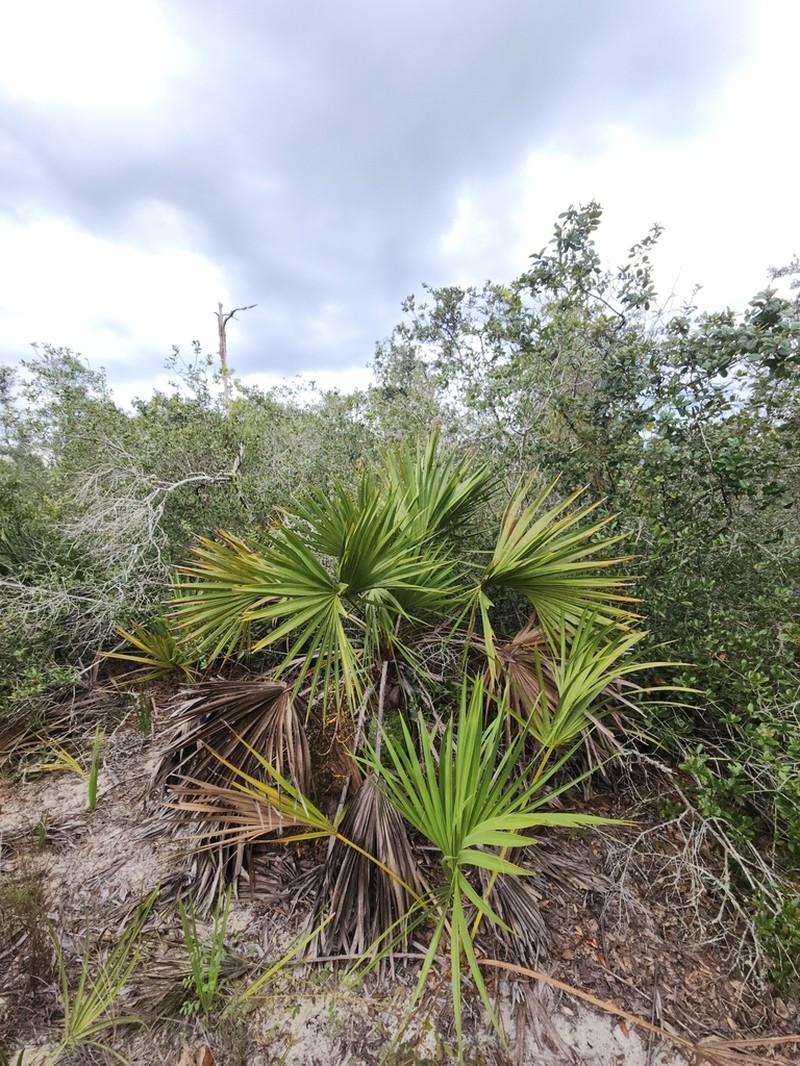 Scrub Palmetto photo 7