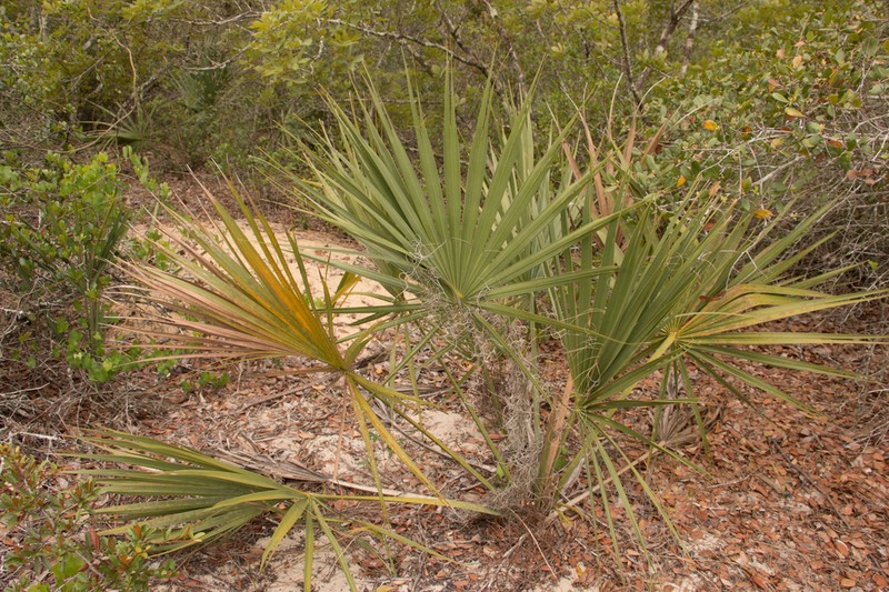 Scrub Palmetto photo 8