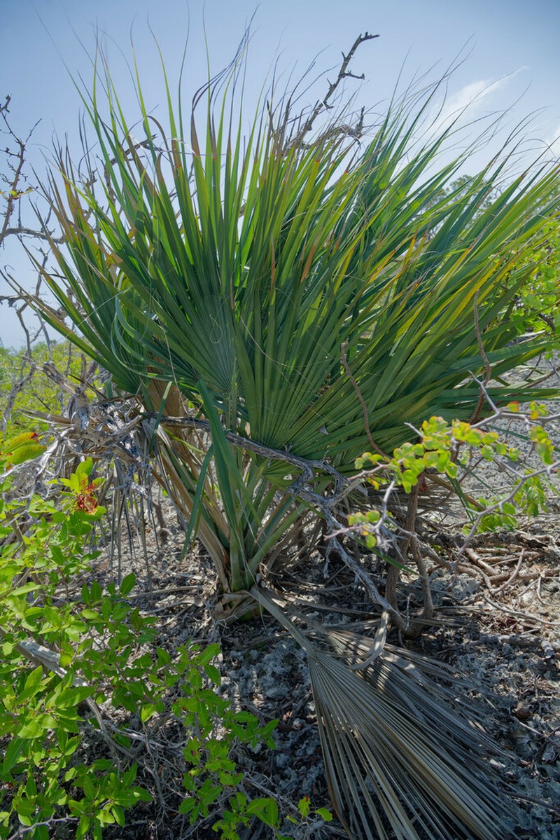 Sabal lougheediana photo 2
