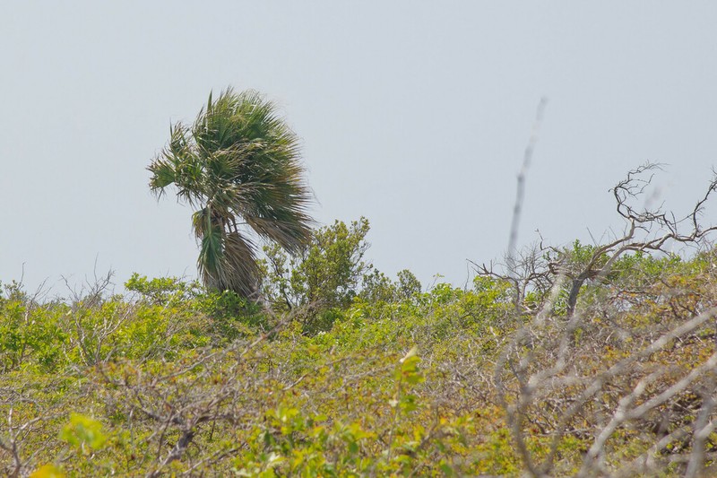 Sabal lougheediana photo 3