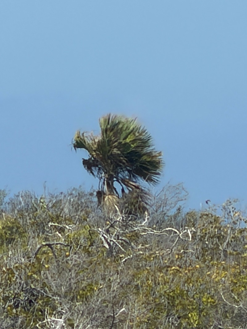 Sabal lougheediana photo 4
